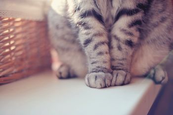 veterinary-cat-feet-shutterstock-133342622-body.jpg