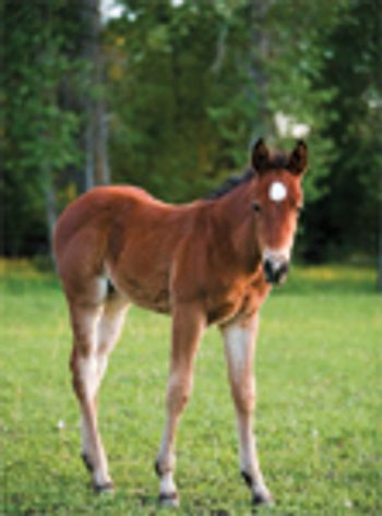 veterinary_genome_foal_200458166-001-767095-1384164487245.jpg