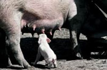 veterinary_pigs2-638776-1384412130396.jpg
