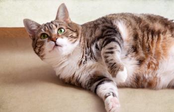 obese cat