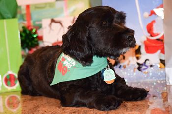 Veterinary_UFHeartSurgery_Rumple_450.jpg