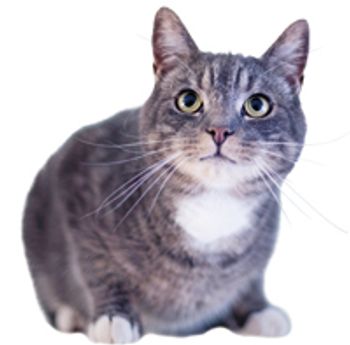 catgray-819022-1404219485902.jpg