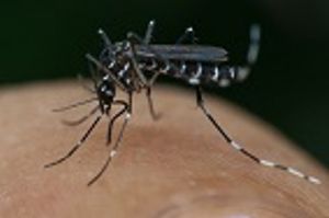 Zika Virus—Talking Points for Veterinarians