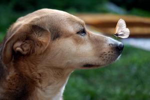  Pet food trends: Bug protein and cannabis