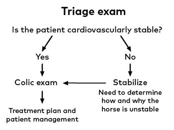 veterinary-equine-shock-05.jpg