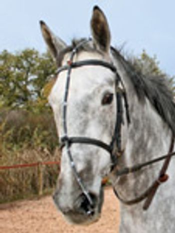 Feb-E-Kane-Photo-4-fixedont-654773-1384333435774.jpg