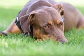 dog lying in grass