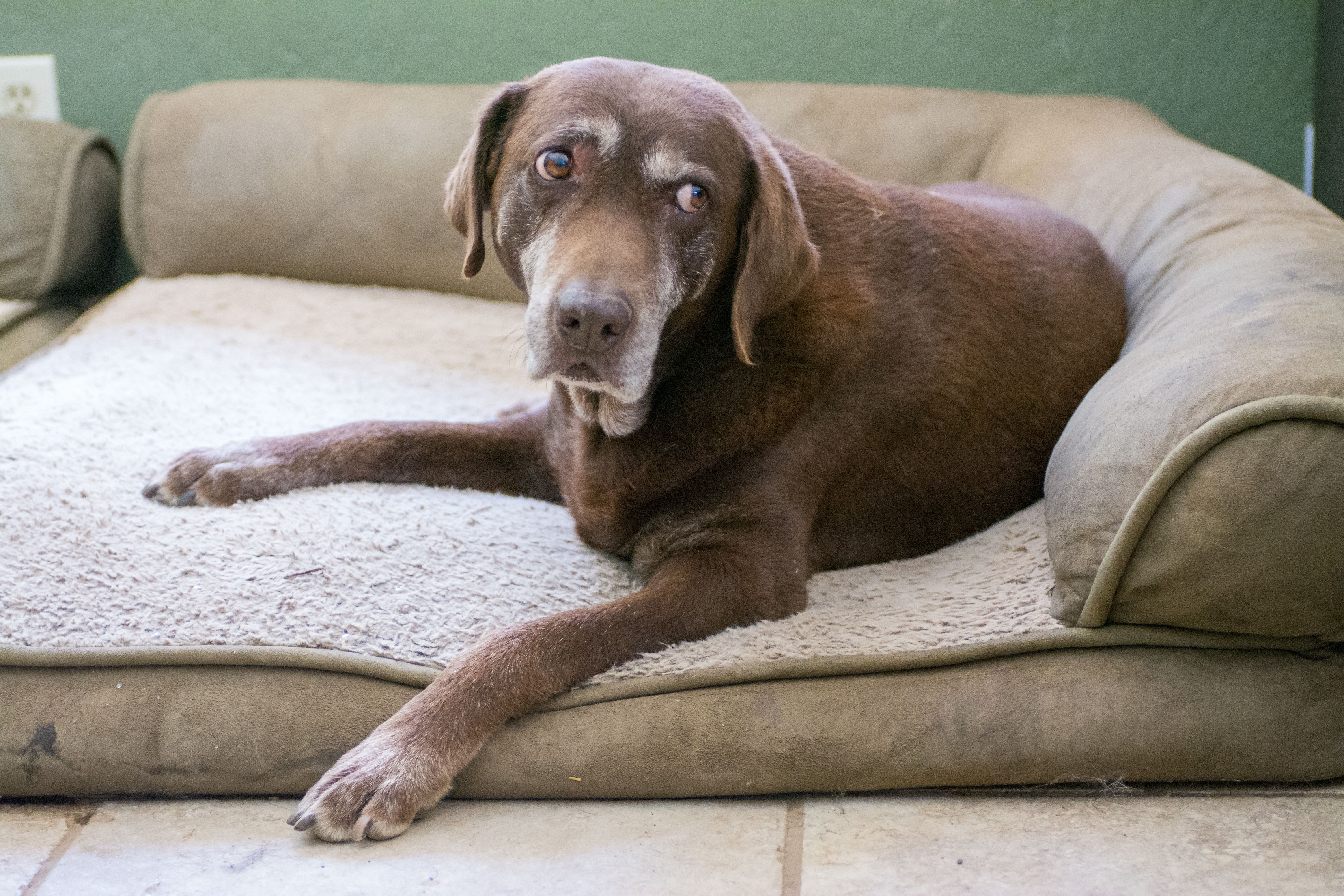 how long can dogs live with mammary cancer