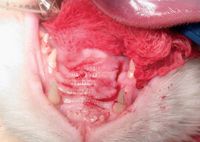 veterinary_0410_Beckman_2-662776-1384323211978.jpg
