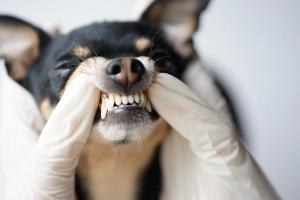 The importance of the oral microbiome in promoting and maintaining dental health