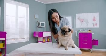 Veterinary practice