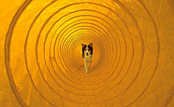 veterinary-dog-agility-tunnel-83356849-450.jpg