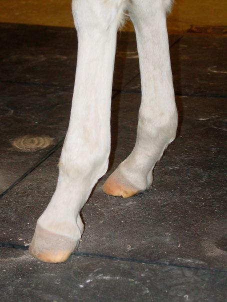 Frees_EquineIQ_454-724079-1384192898784.jpg