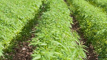 veterinary-field-of-help-cannabis-sativa-AdobeStock_122551231-450px.jpg