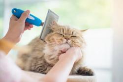 To groom or not to groom: What is necessary for our feline friends?