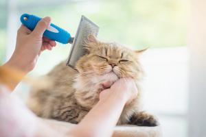 cat grooming / lalalululala / stock.adobe.com