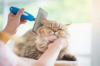 cat grooming / lalalululala / stock.adobe.com