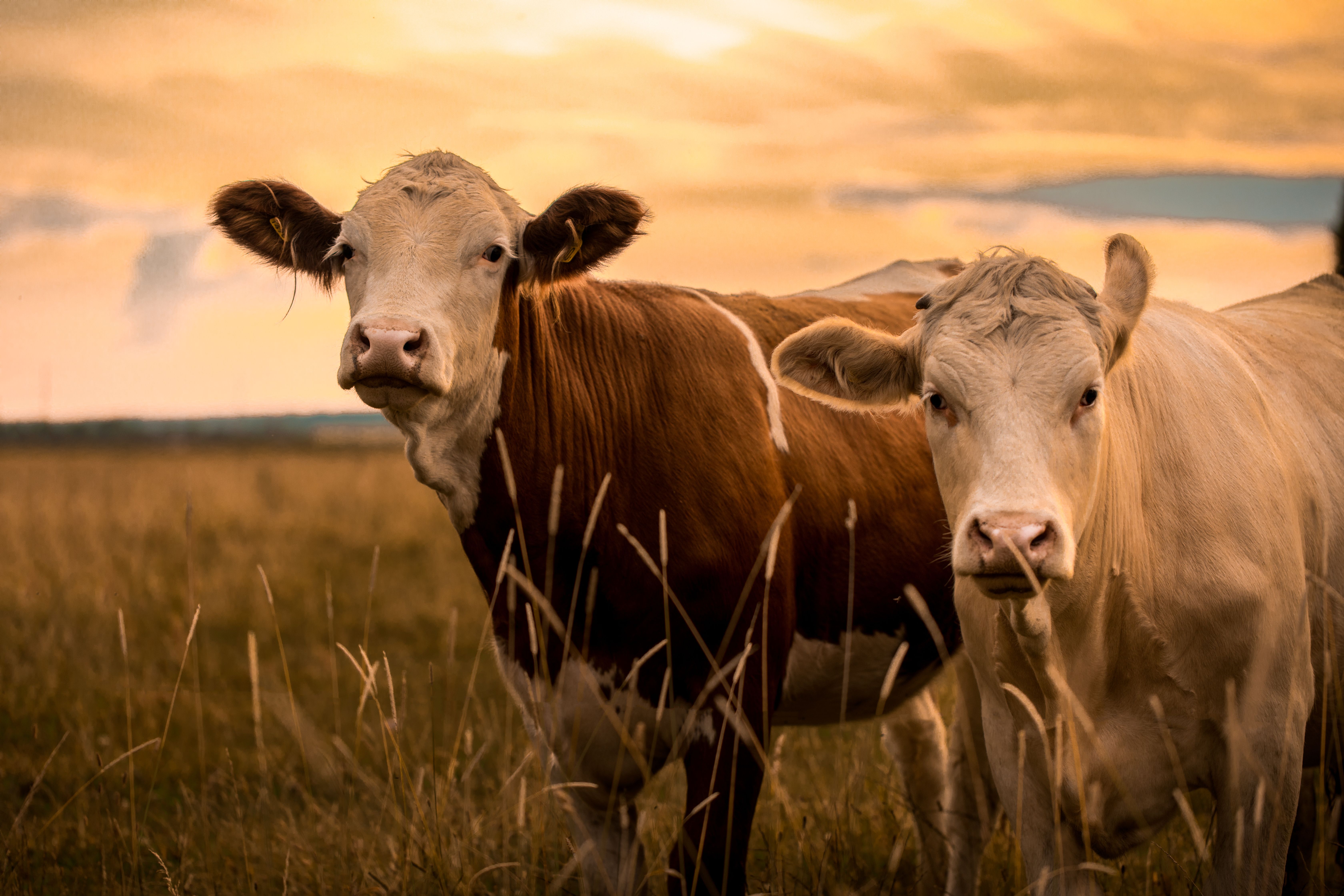 Cattle in a field