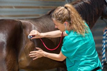 Equine Veterinarian