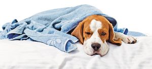 veterinary_dog_Very-much-sick-dog_450px_156344030.jpg