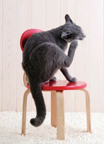catstool220.jpg