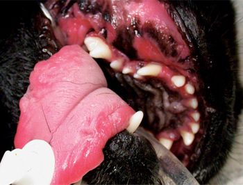 veterinary_stomatitis_3_460-653670-1384334613918.jpg