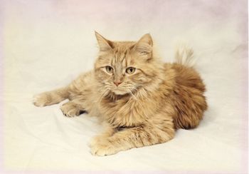 veterinary-rooney-450px.jpg