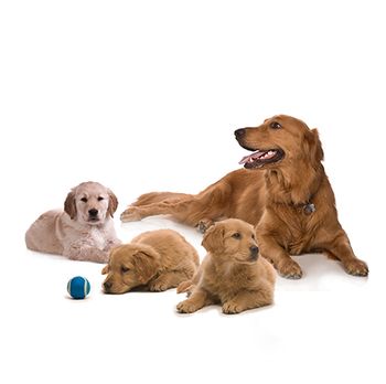 4-goldens-1-450px.jpg