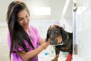 Veterinarian with a dog