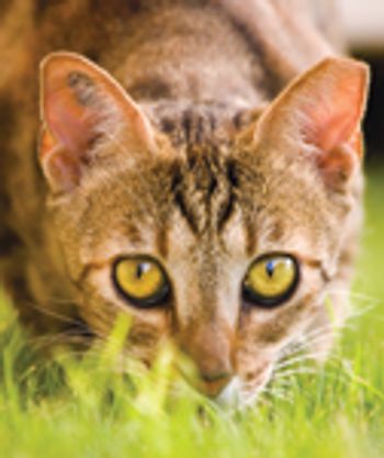 Veterinary_Cat1009-632167-1384413408272.jpg