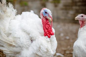 Domestic turkey