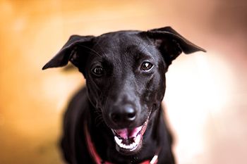 veterinary-happy-black-dog-yellow-background-shutterstock-539833270-450.jpg