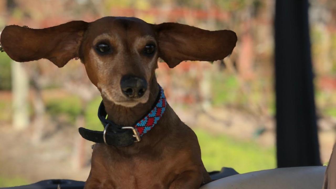 <![CDATA[Radiation therapy helps dog with Cushing disease]]>