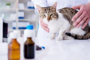 Cat at vet / Elnur / stock.adobe.com