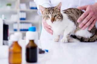 Cat at vet / Elnur / stock.adobe.com