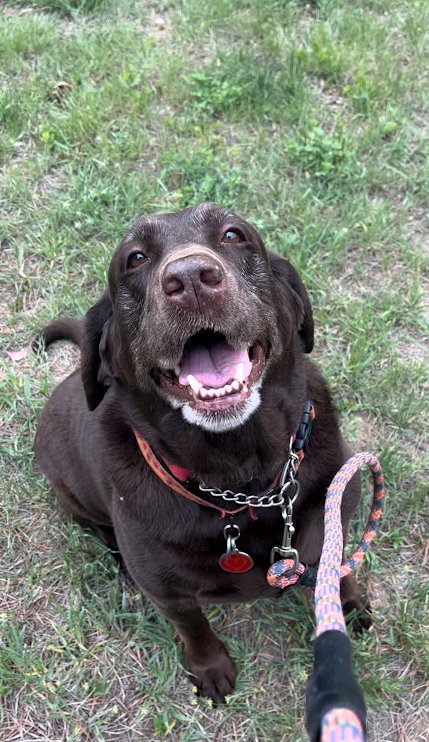Labrador Study Case study: Splenic mass in 8-year-old labrador retriever