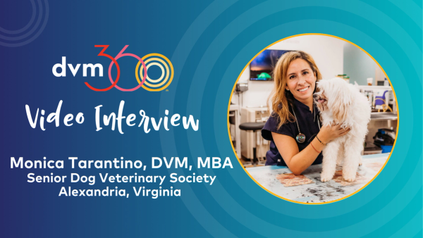 Signs of chronic pain in geriatric dogs