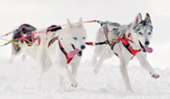 veterinary-dog-sled-harness-husky-pull-happy-167272517-818379-1404219230772.jpg