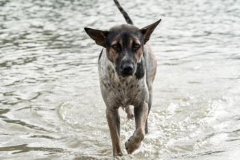 Flood dog