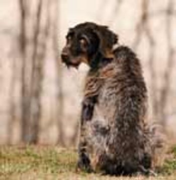 veterinary_osteo_1210-698401-1384226718561.jpg