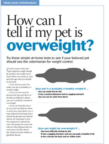 Veterinary_dvm360_0215_toolkit_handout__overweight test_220px.jpg