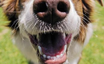 tooth_dog_teeth_dental_200359352-001-1_450.jpg