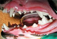 veterinary_0712_beckman_fig6-779339-1384159616287.jpg