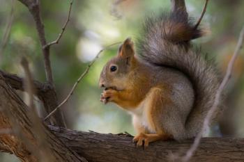 squirrel