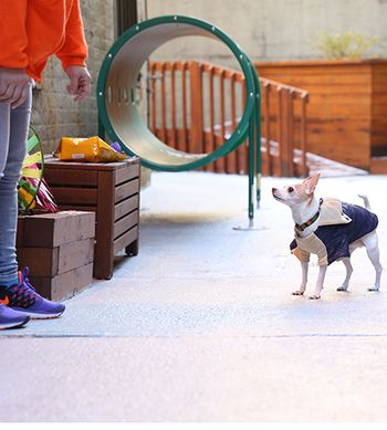 veterinary-survivor-and-dog-450px.jpg