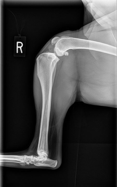 Cranial Cruciate Ligament Injuries In Dogswhere To Go Next Cranial Cruciate Ligament Injuries In Dogswhere To Go Next
