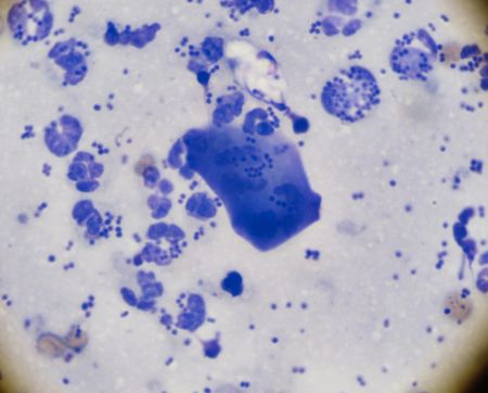 Got a pyoderma? Step away from the systemics