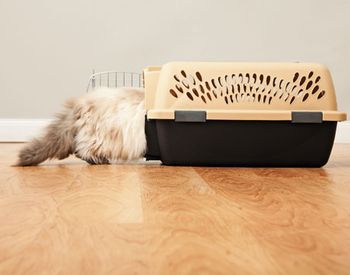 cat_carrier450.jpg