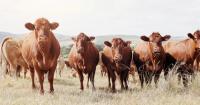 FDA conditionally approves topical drug for cattle to prevent and treat New World screwworm