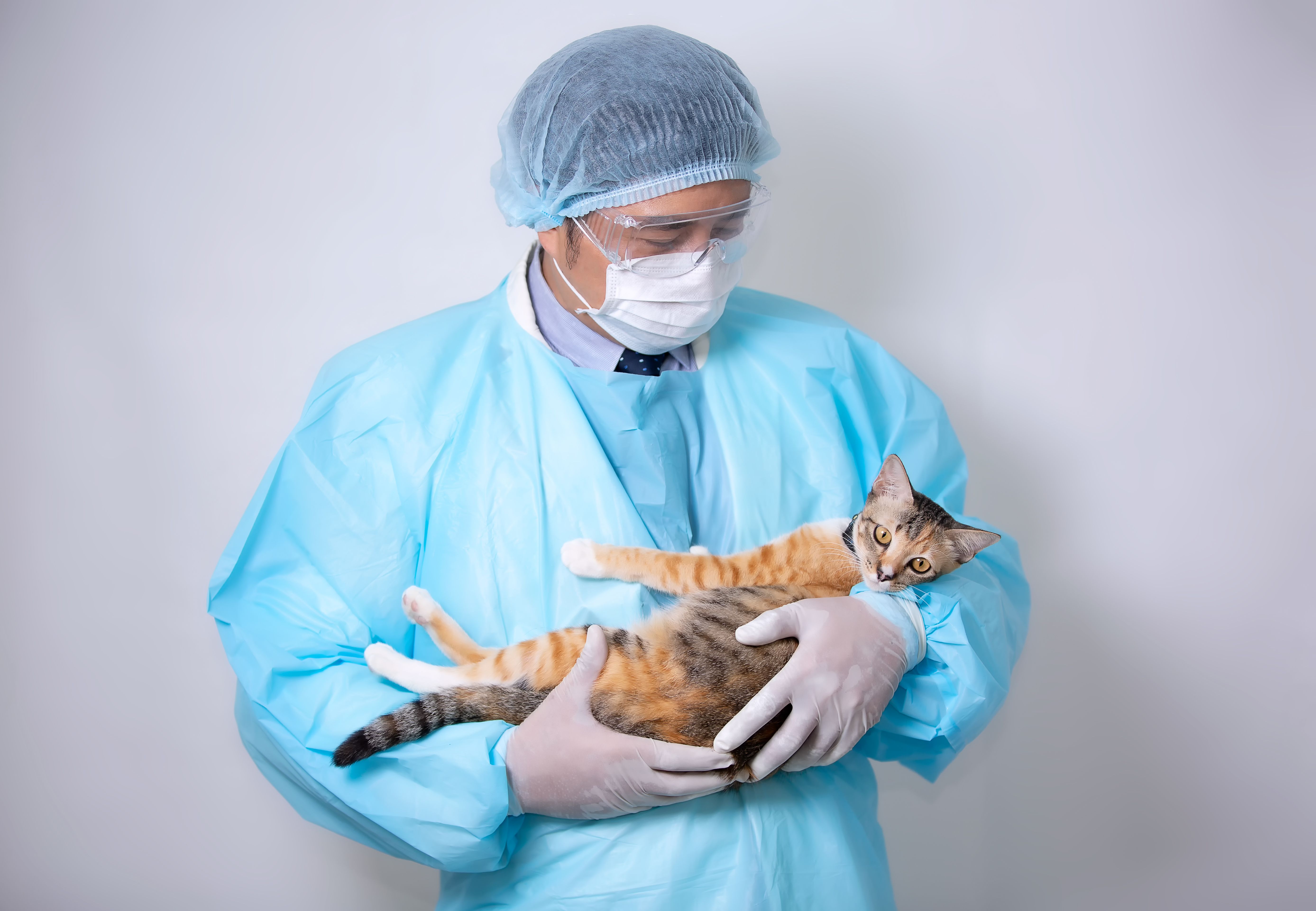 veterinarian with cat
